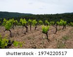 Small photo of Saint-Chinian is a village and a wine-producing appellation area of the southern France's, views of the vineyards of this region