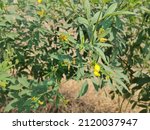 Small photo of The pigeon pea or Cajanus cajan is a perennial legume from the family Fabaceae. Also known as toor, tuar, arhar.