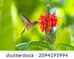Small photo of A tropical Little Hermit hummingbird, Phaethornis Longuemareus, feeding on the exotic Pachystachys flower in the rainforest of Trinidad and Tobago.