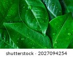 Background of fresh green leaves of citrus plants with water drops.