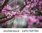 Abstract Of Eastern Redbud Tree ...