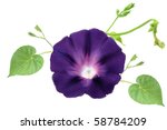 Morning Glory Petal Free Stock Photo - Public Domain Pictures