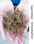 Small photo of Freshly harvested Goldenseal commonly known as Yellow Root.