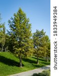 Small photo of Bald cypress Taxodium Distichum (swamp, white-cypress, gulf or tidewater red cypress) is green tree. Alley of bald cypress trees in city park Krasnodar or Galitsky park. Landscape park for recreation.