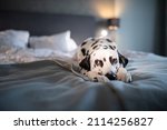 Small photo of Dalmatian dog on white soft comfortable bed. Pet in hotel room. Pet friendly hotel. Travel with pet. Sleepy dog in bed. Lazy dog. Sad dog waiting for owner. Copy space. Place for text