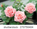 Pink Rose Flowers With...