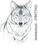 Wolf Drawing Free Stock Photo - Public Domain Pictures