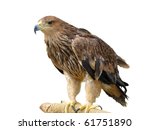 Young brown eagle sitting on a...
