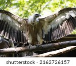 The Eurasian Griffon Vulture ...