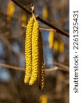 Small photo of Flowering hazelnut (hazel) (Corylus L.). During flowering, hazel catkins contain a large amount of pollen.