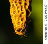 Small photo of Queen bee opens cocoon to exit it. The queen opens the cocoon to get out of it