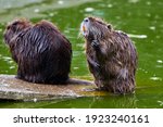 Eurasian Beaver  Castor Fiber ...