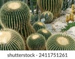 Small photo of thorn cactus texture background, close up. Golden barrel cactus, golden ball or mother-in-law's cushion Echinocactus grusonii is a species of barrel cactus which is endemic to east-central Mexico