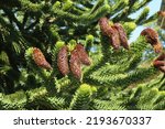 A Cluster Of Cones On A Pine...