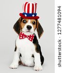 Small photo of Cute Beagle puppy in Uncle Sam hat and bow tie