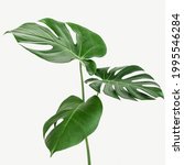 monstera delicosa plant leaf on ... | Shutterstock . vector #1995546284