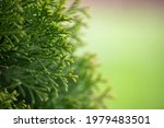 green thuja on a landscape background close-up   