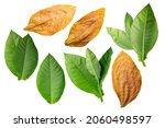 Small photo of Dried fermented and fresh tobacco leaves (Nicotiana tabacum foliage) isolated