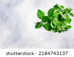 Small photo of Rama Tulsi holy basil leaves atop light grey background, top view, copy space. Ocimum sanctum, o. gratissimum herb