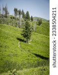 Small photo of Mountain bike trail across Rolling green hillsides and pine trees in Greenhorn trail system in Ketchum Idaho in summer