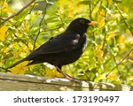 The Blackbird  Turdus Merula ...