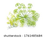 Herb  Dill Blossoms On White...