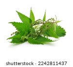 Raw nettle leaves on white background, isolated.