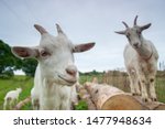 Goats jumping on the pile of logs