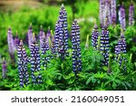 Blooming Colorful Lupinus Dull...