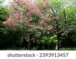 Small photo of beautiful Scenery of Floss-silk Trees or Silk floss Trees,pink flowers blooming on the branches of Floss-silk Trees