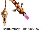 Funny Photo Of Giraffe Stick...