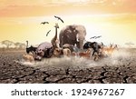 Group Of Many African Animals...