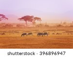 African Zebras On Grassland ...