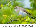 Close-up of a Willow warbler bird, Phylloscopus trochilus, singing on a beautiful summer evening with soft backlight on a green vibrant background.