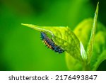 Ladybug insect larva or pupa...