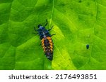 Ladybug insect larva or pupa...