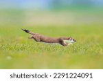 Closeup of a Stoat, mustela erminea, running and jumping in a grass field while hunting.