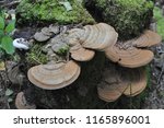 Small photo of Trutoviki, or pungent fungi - an unsystematic group of mushrooms of the basidiomycete department