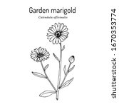 Common Marigold  Calendula...