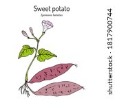 Sweet Potato  Ipomoea Batatas . ...