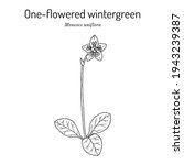 One Flowered Wintergreen  Or...