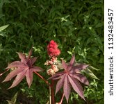 Small photo of Castor Oil Plant (Ricinus communis 'Carmencita') in a Country Cottage Garden in Rural Somerset, England, UK