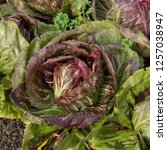 Small photo of Home Grown Organic Radicchio or Red Chicory 'Firestorm' (Cichorium intybus) Growing on an Allotment in a Vegetable Garden in Rural DEvon, England, UK