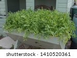 Small photo of Home Grown Organic Rocket or Arugula Salad Leaf Plant (Eruca sativa) Growing in a Hand Painted Vegetable Trug on an Allotment in a Vegetable Garden in Rural Essex, England, UK