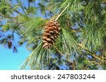 Pine Cone On A Pine Tree  Pinus ...