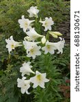 Small photo of Lilium candidum (Madonna Lily) in a Country Cottage garden in Rural Somerset, England,UK