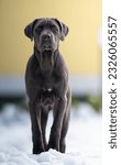 Small photo of Cane Corso italiano puppy 5 Monts