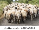 Sheeps herd