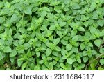Small photo of Oregano plants or Origanum vulgare top view. Oregano plant. Oregano is a culinary herb, used for the flavour of its leaves, which can be more intense when dried than fresh.