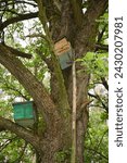 Small photo of Swarm Trap. Honey bees swarm traps on the old pear tree.
